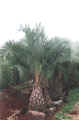 S0.jpg (22659 bytes)